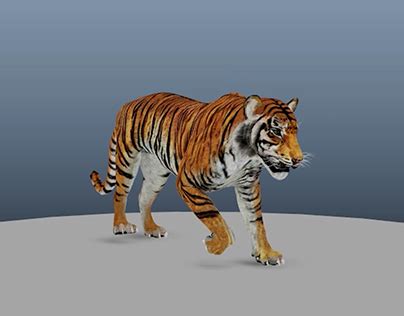 Tiger Walk Cycle Tutorial 的图像结果