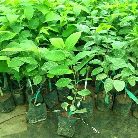 Custard Apple Tree - Custard Apple Plants Manufacturer from Chhindwara