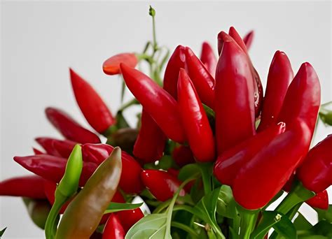 Hybrid African Bird Eye Chilli Kanthari Mulaku (280 Seeds) : Amazon.in ...