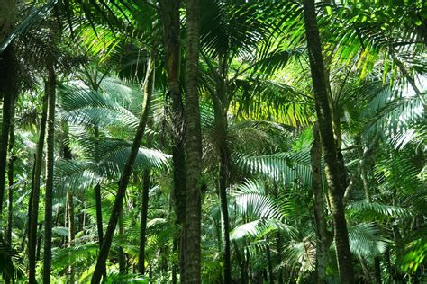 Puerto Rico Rainforest Animals
