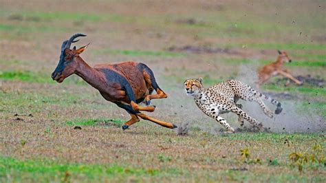 Download Antelope Gazelle Animal Cheetah HD Wallpaper by Dhritiman ...