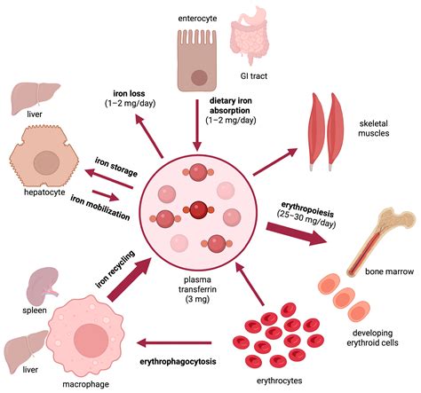 Nutritional Aspects of Iron in Health and Disease