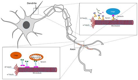 Potential Role of Microtubule Stabilizing Agents in Neurodevelopmental ...