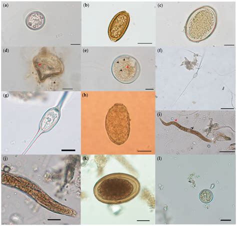 Pathogens | Special Issue : Parasitic Diseases of Domestic, Wild, and ...