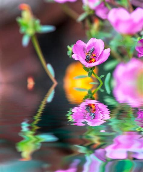 Image result for Spring Flowers Reflection