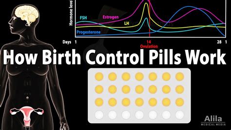 Image result for How Birth Control Works