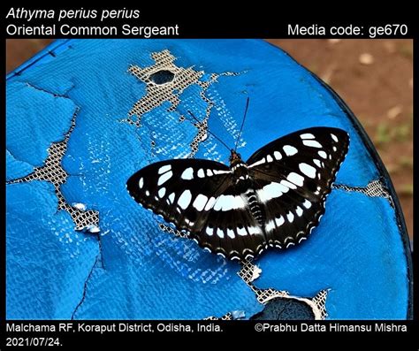 Athyma perius | Butterfly