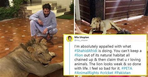 It Appears That Shahid Afridi Has A Pet Lion At Home And The Internet ...