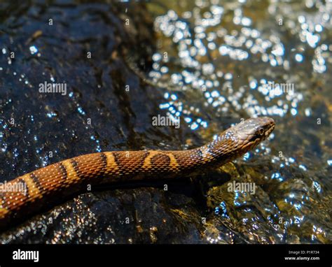A northern water snake makes its way to the stream in North Carolina ...
