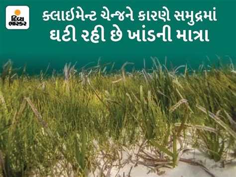 Sea grass contains 1.3 million tons of sugar, equivalent to the ...