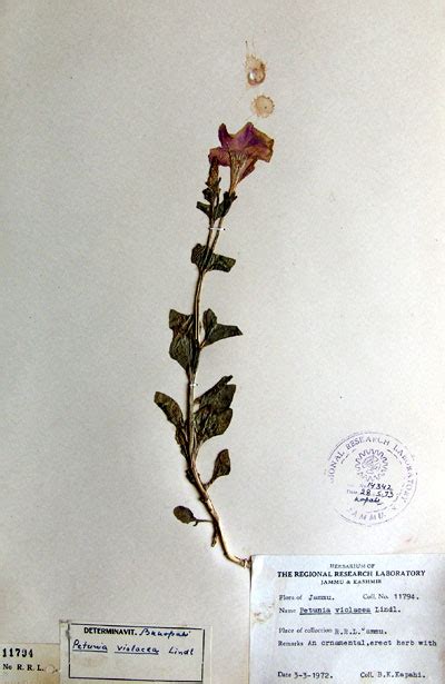 petunia_violacea