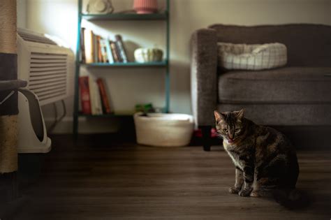 The Best Types Of Pet Friendly Flooring | Floorily