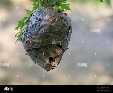 Bald faced hornet hi-res stock photography and images - Alamy