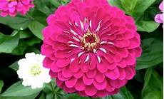 fiori zinnie significato della zinnia nel linguaggio dei fiori fiori zinnie significato della zinnia nel linguaggio dei fiori