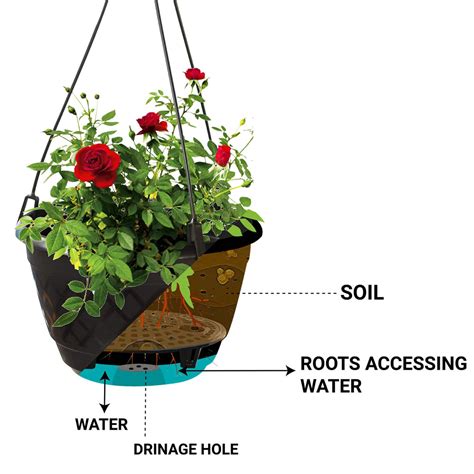 Fern Hanging Basket (Set of 3) – TrustBasket