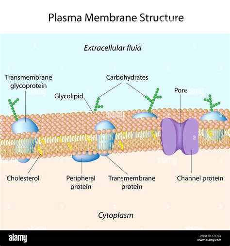Plasma Membrane Diagram
