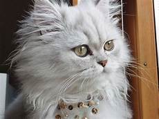 gatti persiani persiano gatto gatti persiani persiano gatto
