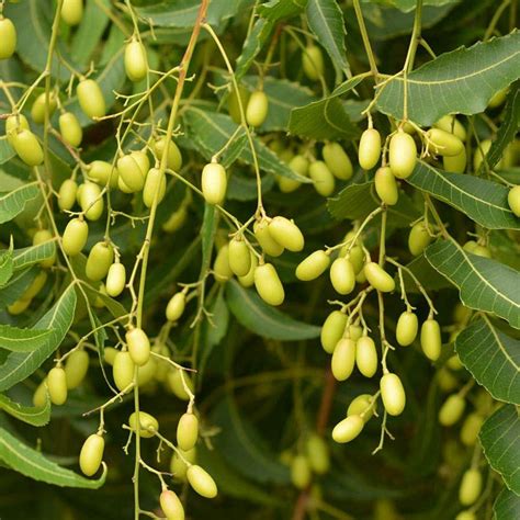 Tree Seeds – SK Organic Farms
