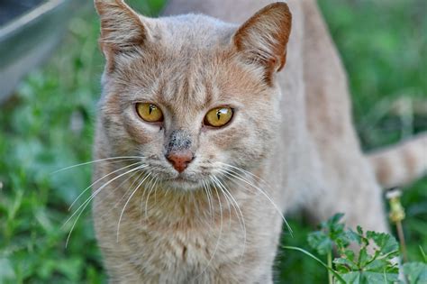 Light Brown Cat