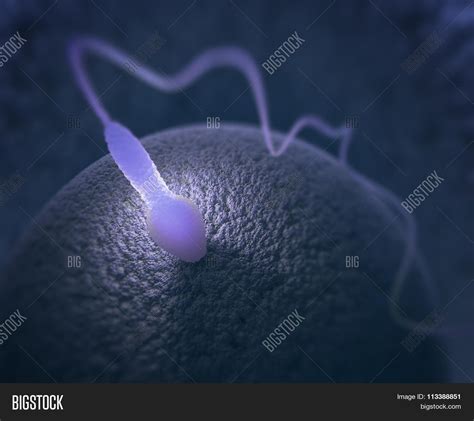 Image result for Real Reproduction