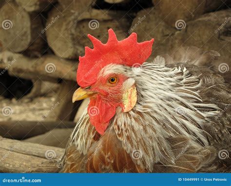 Chanticleer rooster stock image. Image of chicken, bill - 10449991