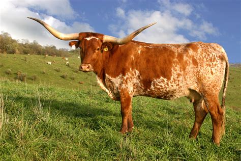 Majestic Texas Longhorn Cattle in Picturesque Landscapes