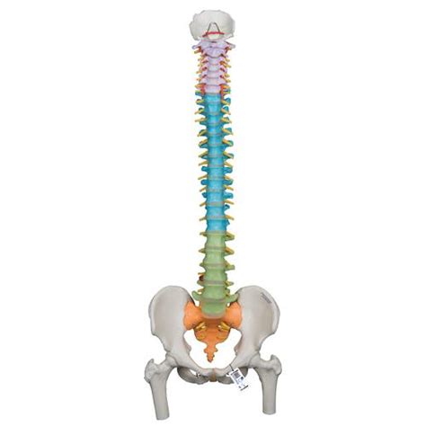 Anatomical Teaching Models - Plastic Spinal Column - Vertebrae Model ...