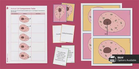 Animal Cells Resource Pack | KS3 Science | Beyond