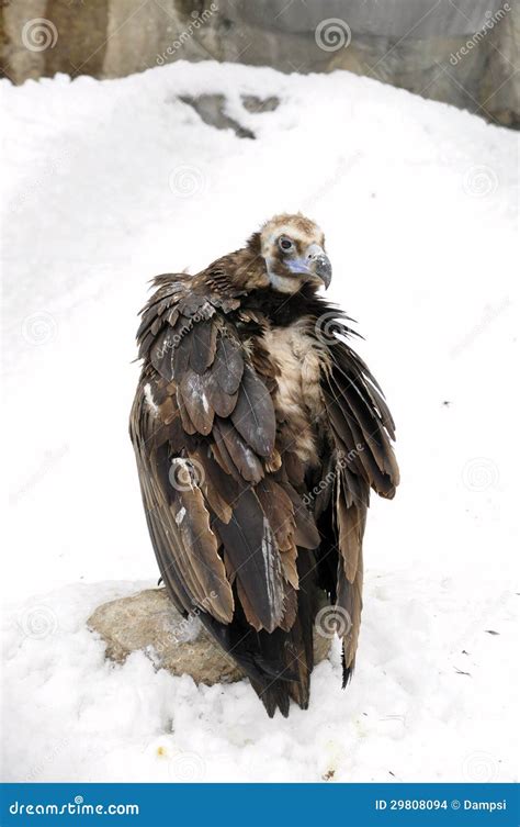 Old hawk stock photo. Image of animal, bird, snow, nature - 29808094