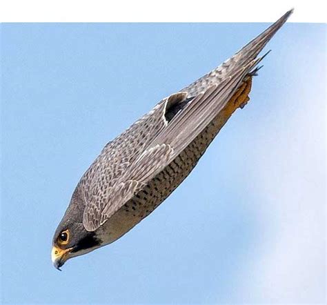 https://www.wermac.org/relax/whatis/img_whatis/peregrine_falcon2.jpg