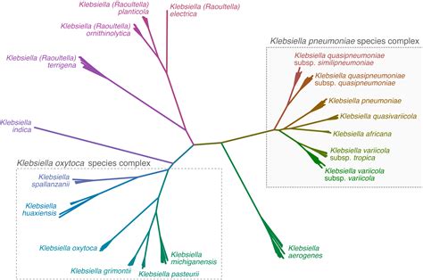 Modules for Klebsiella pneumoniae species complex — KleborateModular 3.0.0 documentation - species of klebsiella