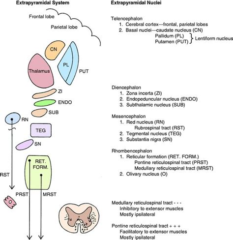 Image result for Extrapyramidal System