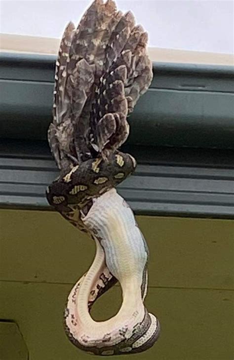 Python Eats Eagle 的图像结果