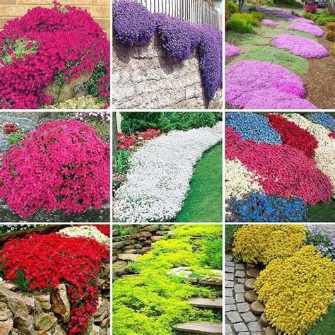 100 Seeds Creeping Thyme Color Purple White Blue Pink Rainbow - Etsy UK