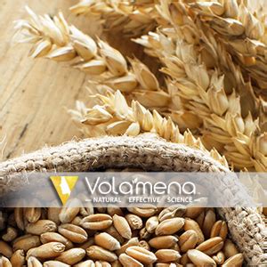 Buy Volamena Frizzless Hydrasmooth Shampoo Paraben, Sulfate Free & pH ...