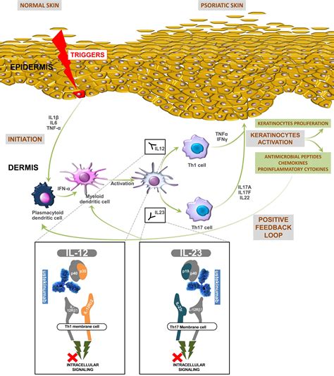Mechanism Of Ustekinumab