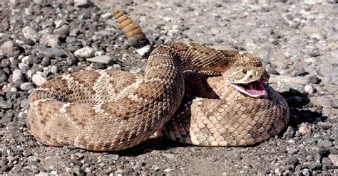 Photos: Rattlesnakes in Arizona