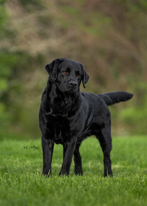 Top English Labrador Breeders in Tennessee