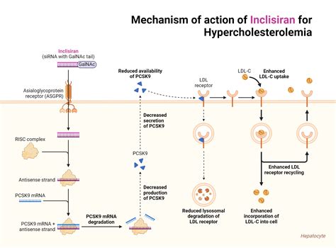 Mechanism of Action of Inclisiran for Hypercholesterolemia | BioRender ...
