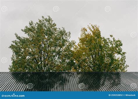 Autumn Willows Behind a Shed in Wind and Rain Stock Photo - Image of grythengen, uthuset: 259253852