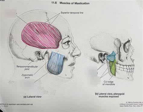 Muscles of Mastication Lecture 的图像结果