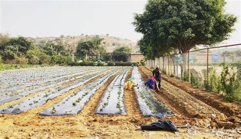 Zosh Organic | WhatsHot Delhi Ncr