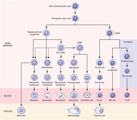 Immunology of the Fetus and Newborn - Clinical Tree