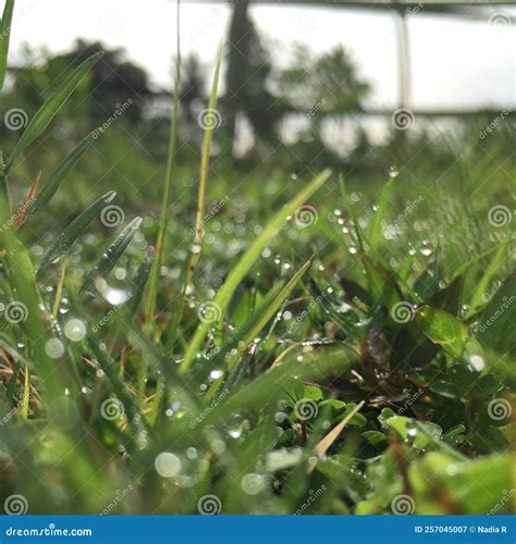 Weeds and Dew in the Morning Photo Stock Image - Image of lawn, blur ...