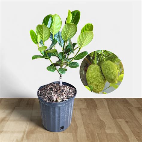Buy Grafted Jackfruit Plant - Fanas, Kathal Online
