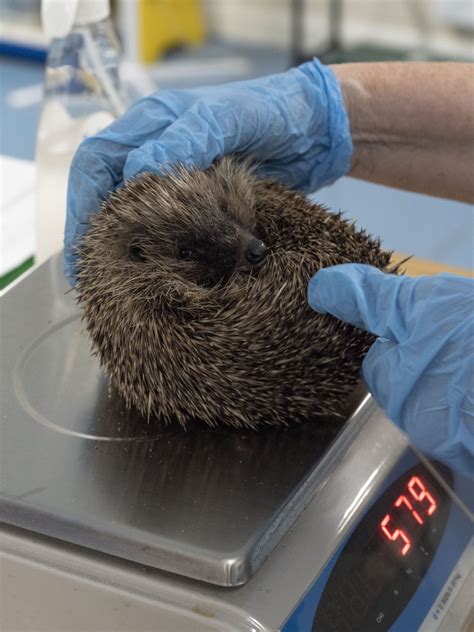 Hibernation – Dorset Hedgehog Rescue