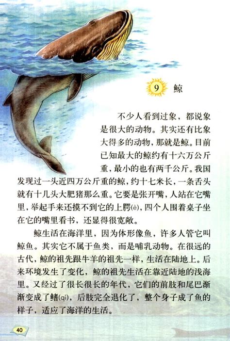 鲸类王国中的“语言大师”—虎鲸 - 救救大自然环保节能网