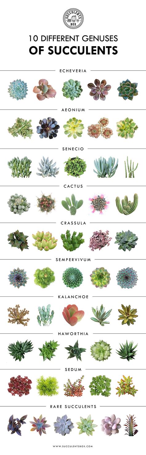 Types Chart Identify Succulent Plants - Minimalist Chart Design