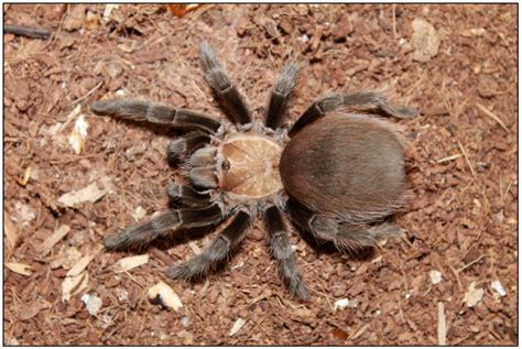 Fear and Disgust of Spiders: Factors that Limit University Preservice ...
