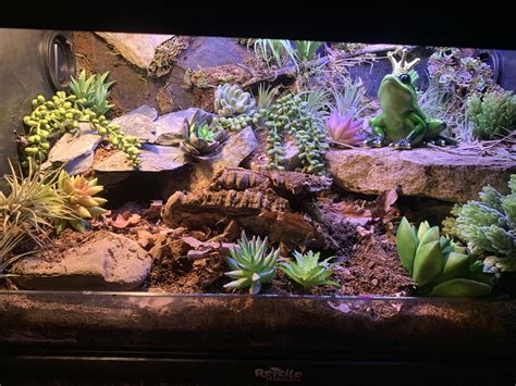Pin by 𝙰𝚕𝚎𝚡𝚊 𝚂𝚔𝚢𝚎 on Gecko habitat 🦎 in 2025 | Leopard gecko tank ...